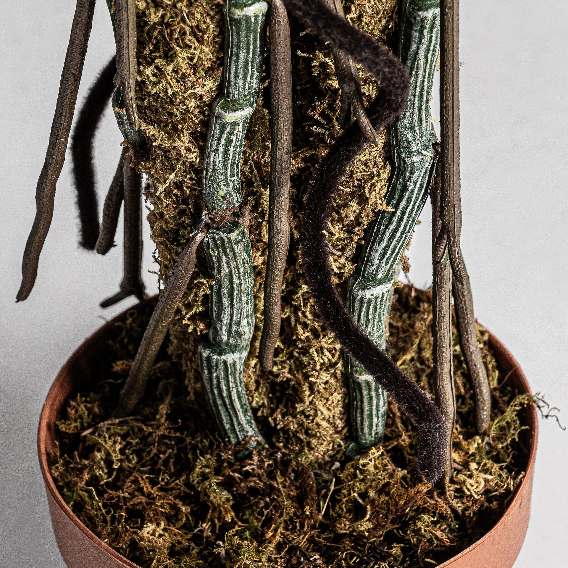SPLIT PHILO PLANT